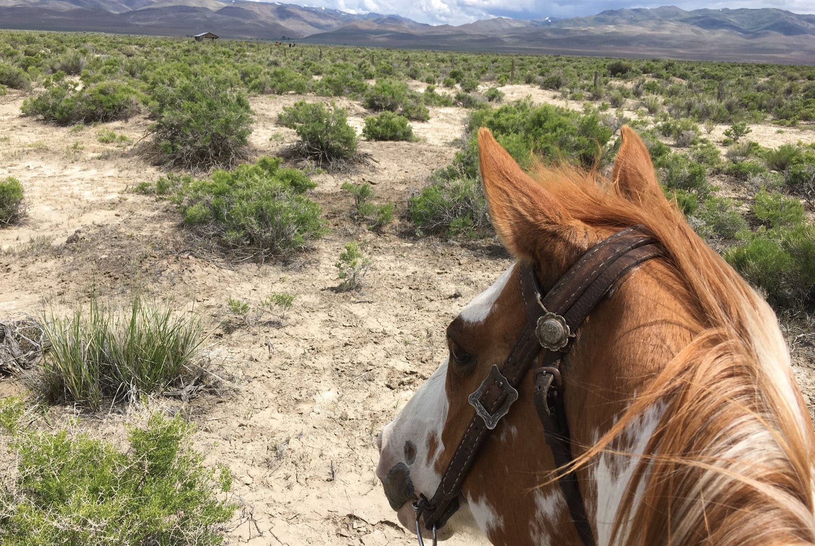 Horse out on open range