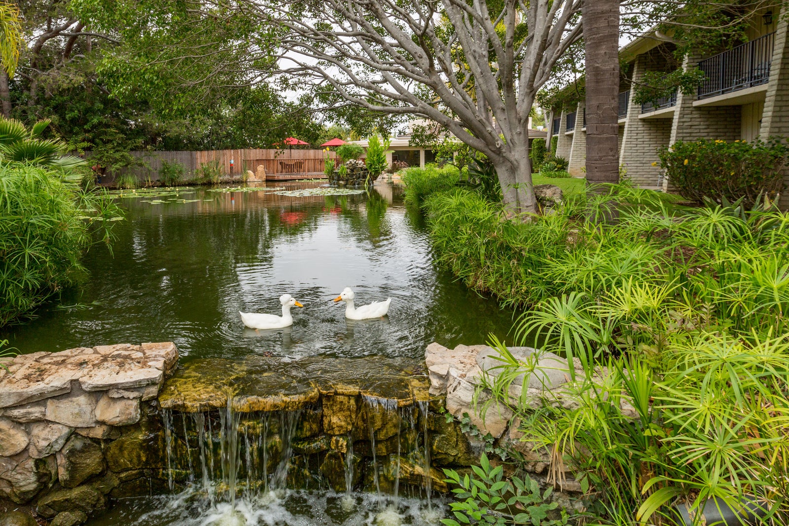 Lagoon